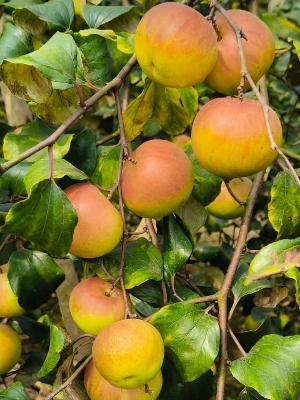 Mango Plants - Fast-Growing Sweet Fruit, Green Stem Variety with High Nutritional Value & Ideal for Low-Maintenance Home Gardens