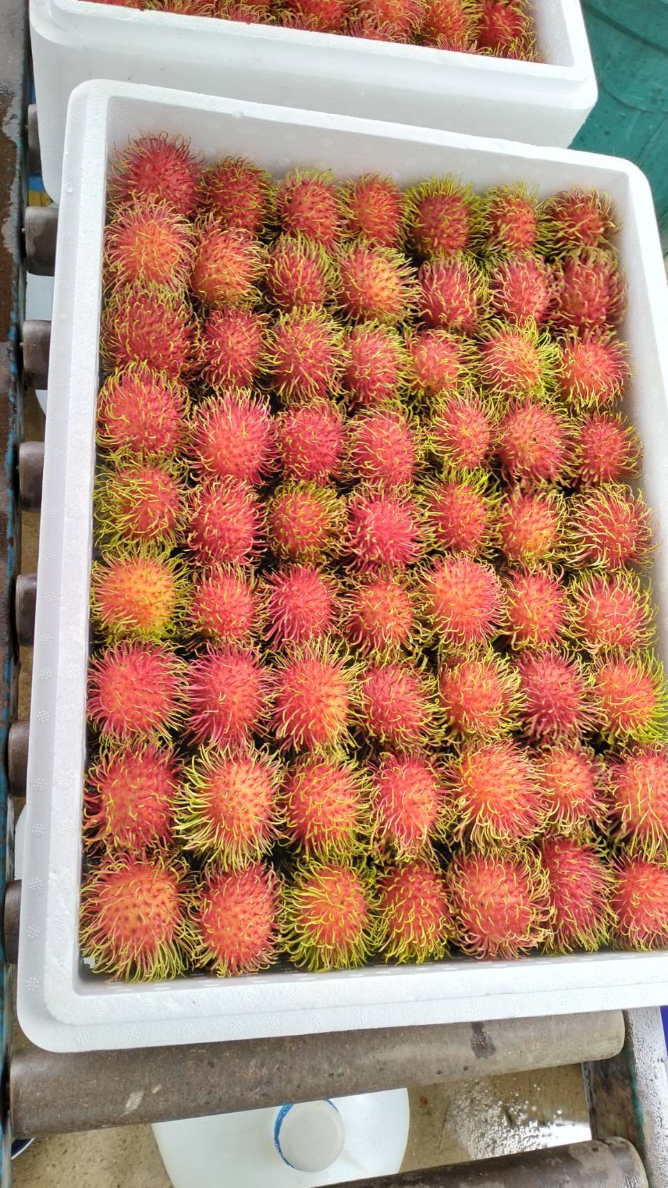 Rambutan - Color: Yellow