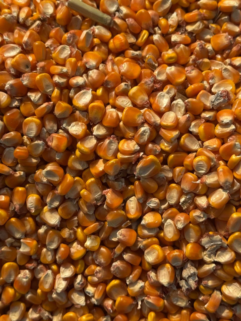 Maize 