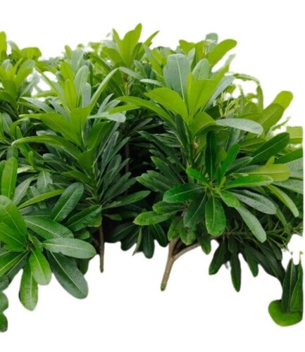 Adenium Plant - Color: Green