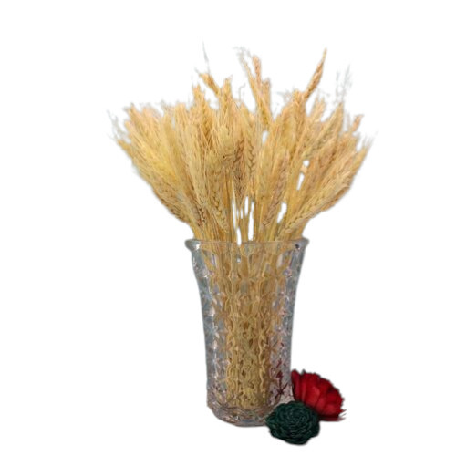 Dry Wheat Grass - Color: Multi Colour