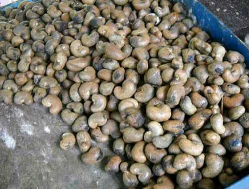 Raw Cashew Nuts - Broken (%): 0%