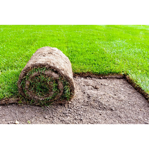 Green Lawn Grass