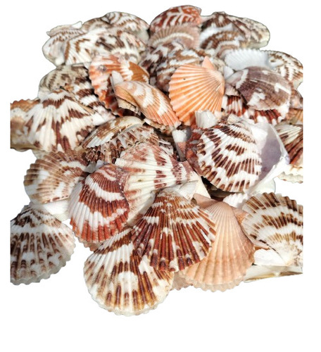 Volachlamys Tranquedaria Sea Shell - Grade: Premium