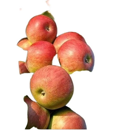 Kashmiri Red Apple Ber Plant