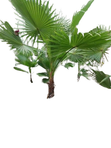 Bottle Palm Plant - Color: Green