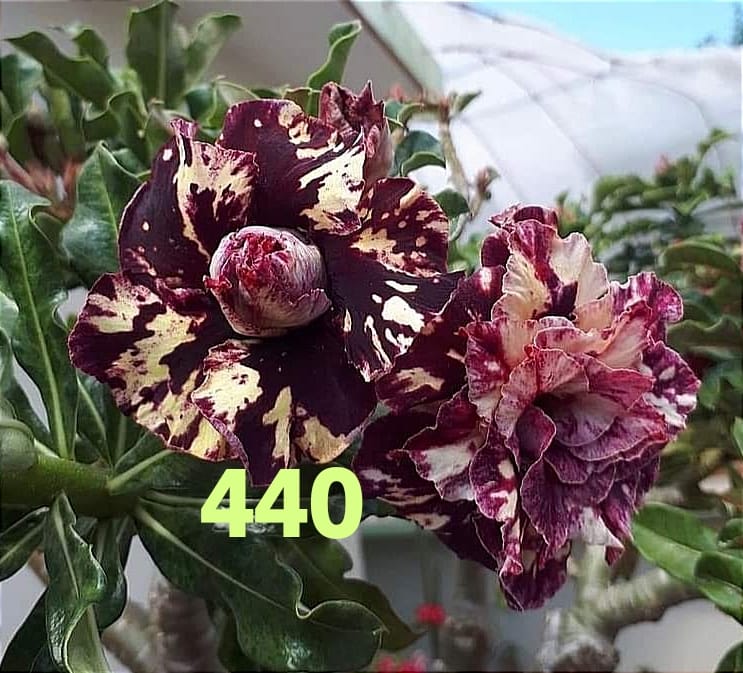 Adenium Garfted Double Petal