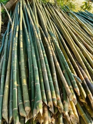 20 Feet Super Bamboo Pole - Color: Different Available