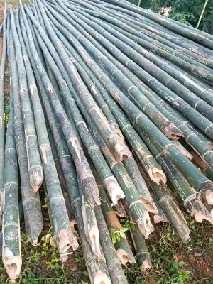 Bullet Bamboo Poles - Bamboo 10 Feet Green, Smooth Finish, Versatile Eco-Friendly Poles
