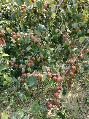 Apple Berry / Bal Sundari Berry