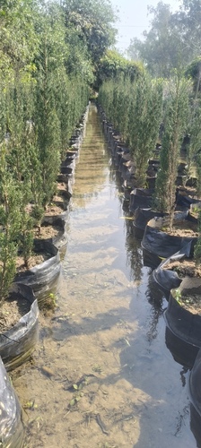 Pancil pine 