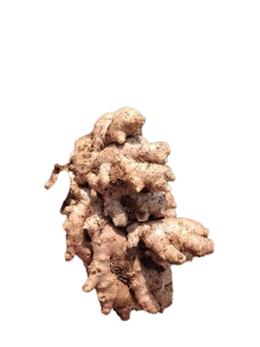 Fresh Ginger - Cultivation Type: Conventional