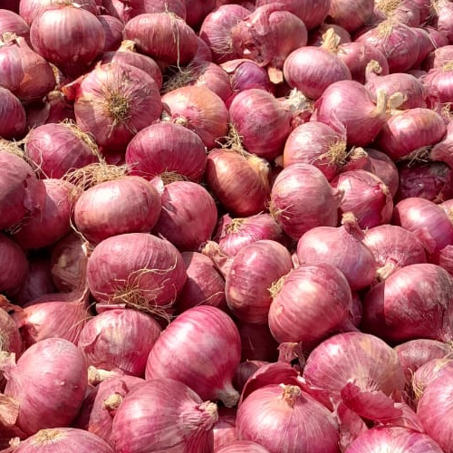 Fresh Red Onion