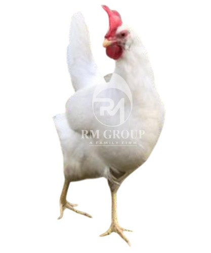 White Leghorn Layer Chicks - Grade: A+
