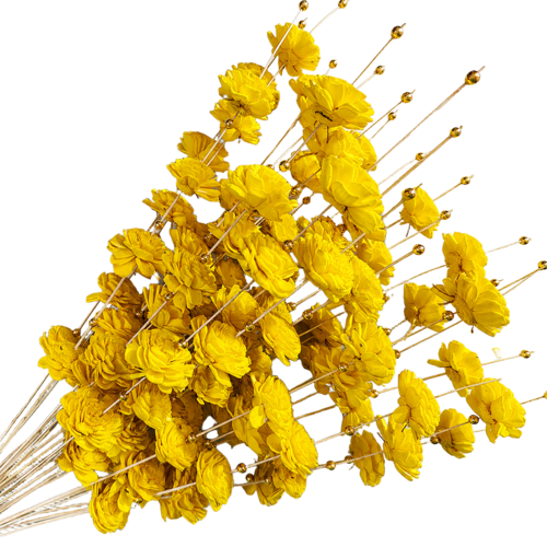 Tecksoi Yellow Coco Belle Sola Flower Sticks - Size: 24 Inch