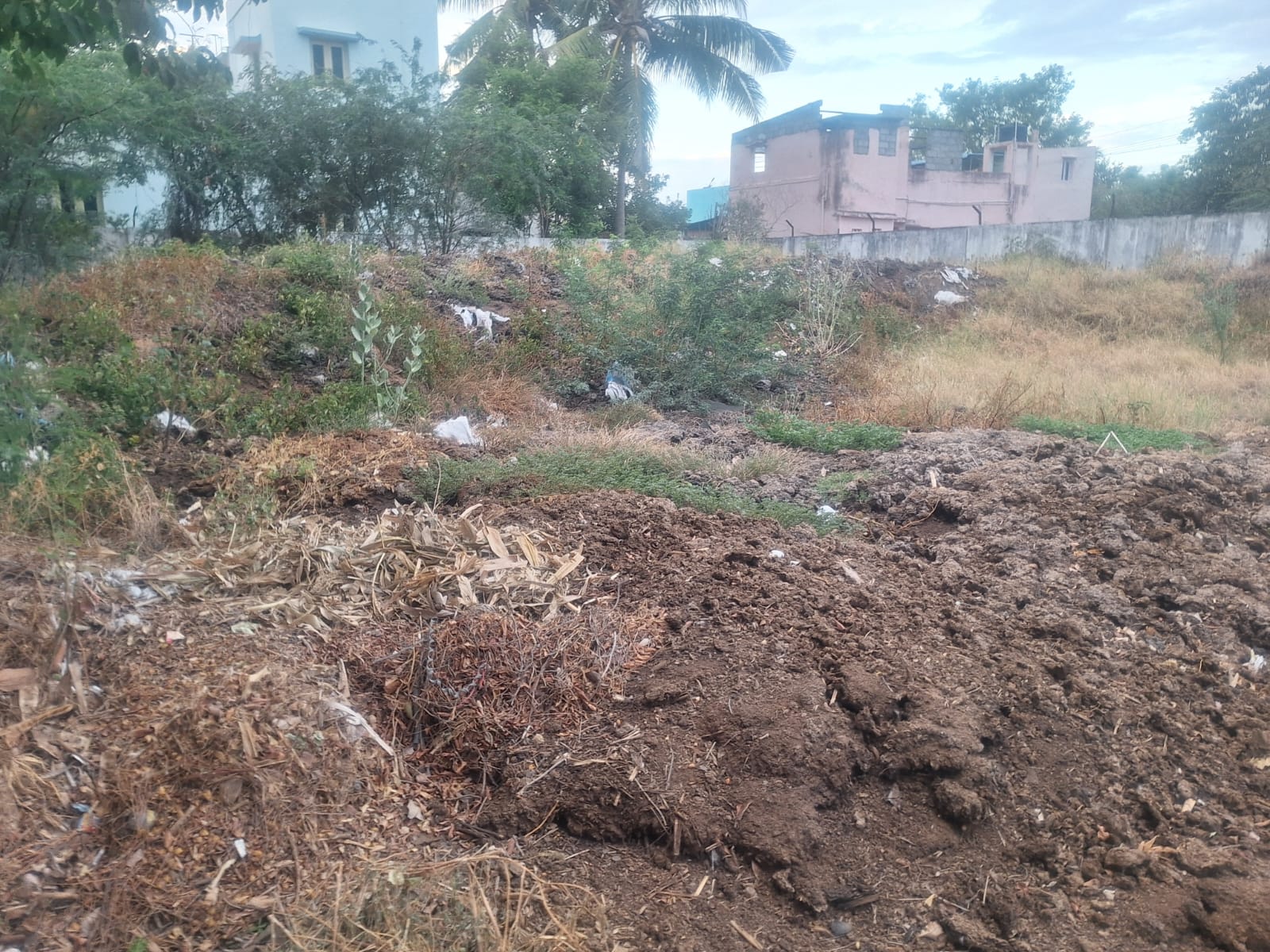 Cow Dung - Color: Black