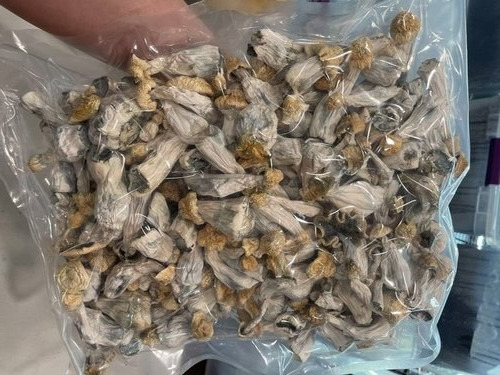 NEW Psilocybin Mushrooms
