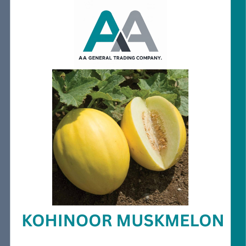 Kohinoor Muskmelon - Color: Yellow