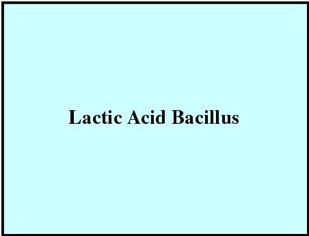 Lactic Acid Bacillus