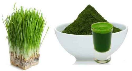 Wheat Grass Powder - Nutrient-Rich Green Superfood | High-Quality Organic Source for Health and Wellness