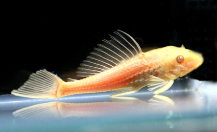 Aquarium Catfish