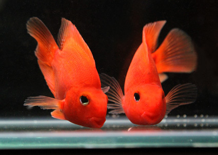 Aquarium Parrot Fish