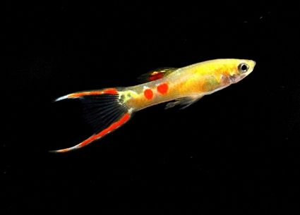 Ornamental Guppy Fish