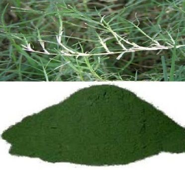 Dhub Arugampul Bermuda Grass Powder