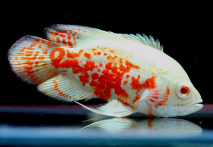 Tropical Cichlid Fish