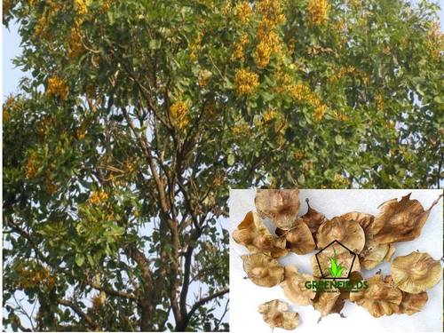 Bija Tree Seeds (Pterocarpus Marsupium) Purity: 100%