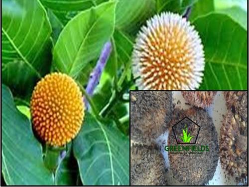 Kadam Ornamental Tree Seeds (Anthocephalus Cadamba)