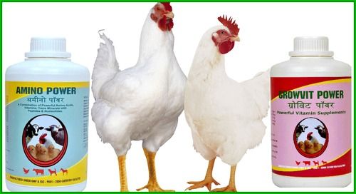 Poultry Medicine