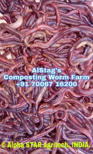 Live Earthworm at Best Price in Kolkata, West Bengal