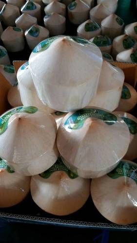 White Natural Fresh Aroma Young Coconut