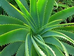 Aloe Vera - Fresh and Pure Quality | High Value Widely Demanded Collection