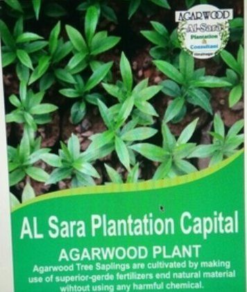 Agarwood Seedling