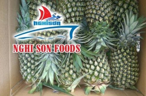 Common Fresh And Nutritious Pineapple