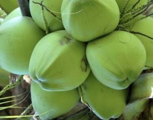 Fresh Young Green Coconut