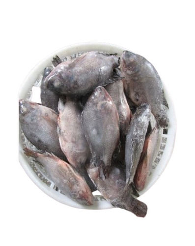 Nutritious Rich Frozen Black Tilapia Fish