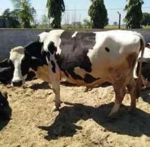 Domestic HF Breed Cows