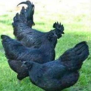 Pure Black Kadaknath Chicken