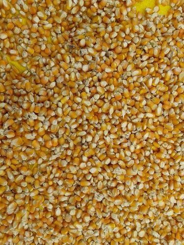 Yellow Corn  Animal Feed