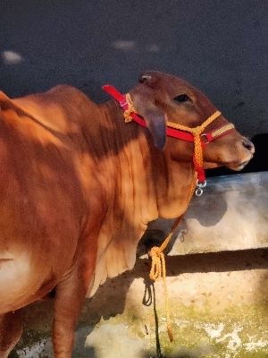 Breed Sahiwal Cow