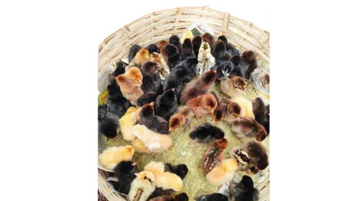 Sarangi Desi Chicks For Forming