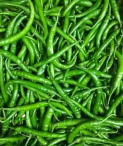 Straight Shaped Pure And Fresh Raw Green Chilies
