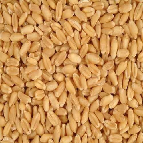 Natural Commonly Cultivated A Grade Dried Organic Whole Wheat Raw Seeds