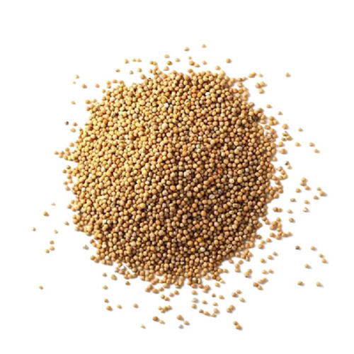 Pure And Natural Commonly Cultivated A Grade Dried Edible Mustard Seeds Admixture (%): 3%