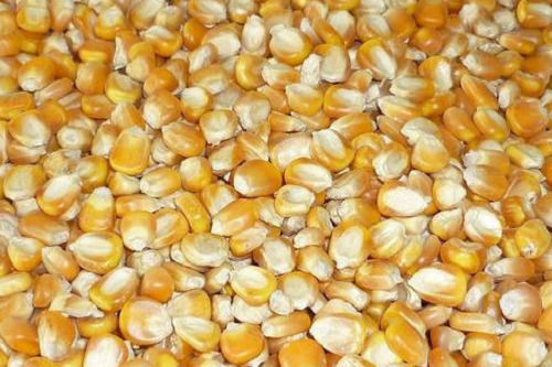 Pure And Natural Commonly Cultivated A Grade Dried Whole Raw Corn Seeds Admixture (%): 3%