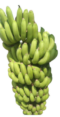 50 Kilogram Food Grade Commonly Cultivated Delicious Fresh Banana Fruit 
