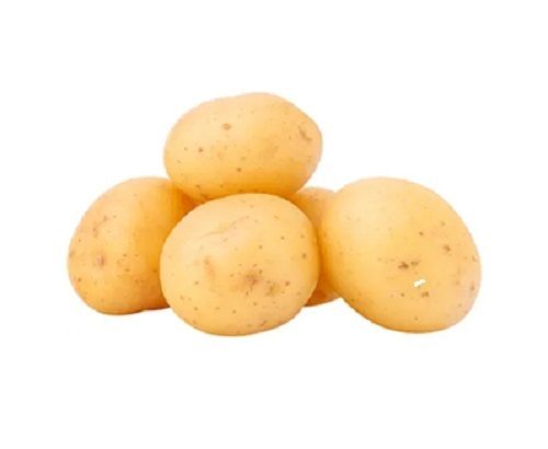 Natural And Healthy Commonly Cultivated Farm Fresh Potato Or Alloo Vegetables